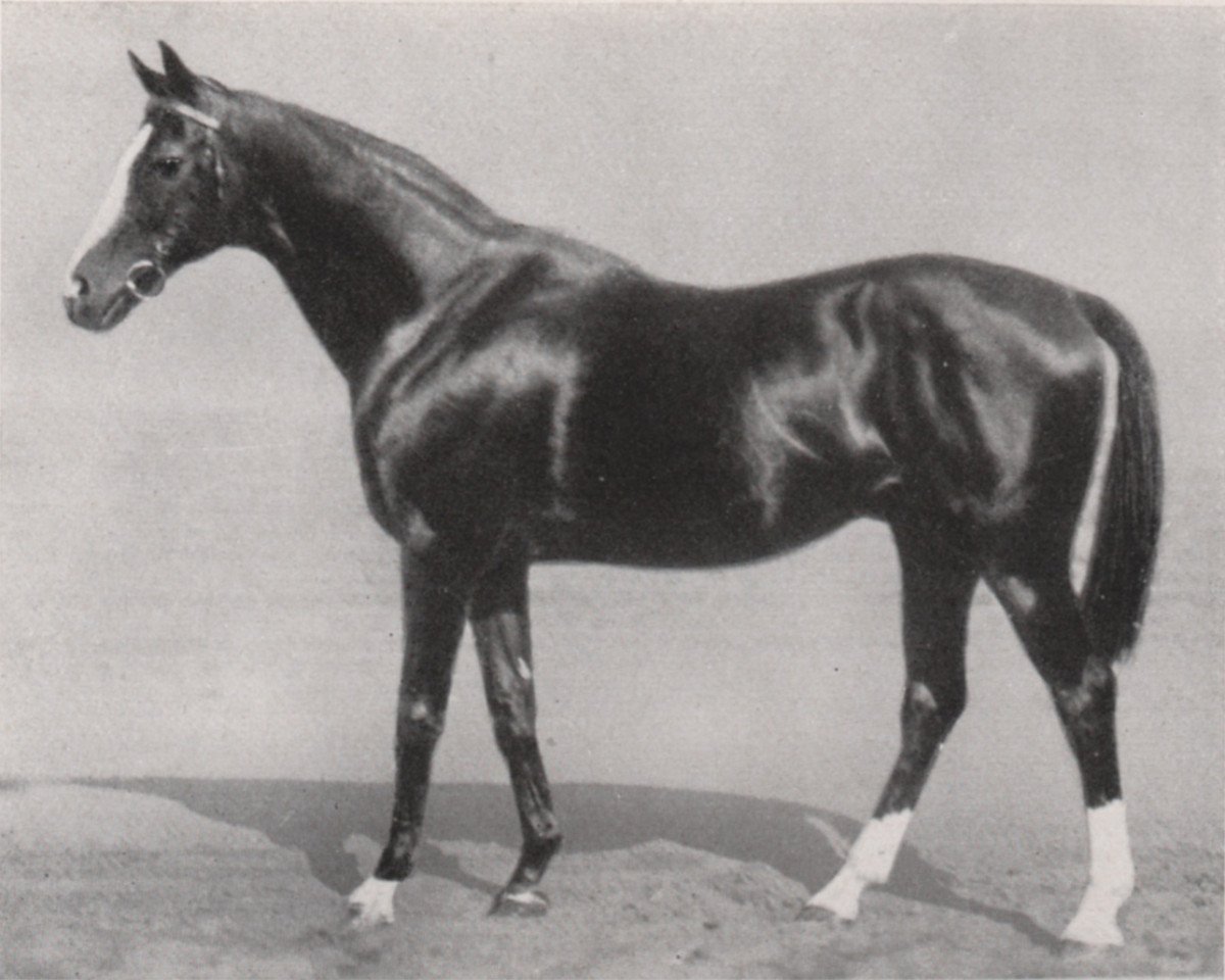 stallion Lancelot xx (Thoroughbred, 1915, from Saint Maclou xx)