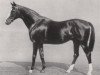 stallion Lancelot xx (Thoroughbred, 1915, from Saint Maclou xx)