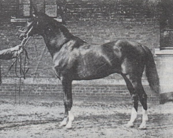 stallion Adeptus xx (Thoroughbred, 1880, from Adonis xx)