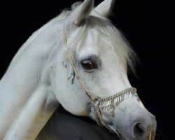 horse Kairo Ibn Kruschan (Arabian thoroughbred, 2005, from Kruschan Ibn Kantar)