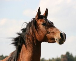 horse Dashanti Bint Kruschan (Arabian thoroughbred, 2007, from Kruschan Ibn Kantar)