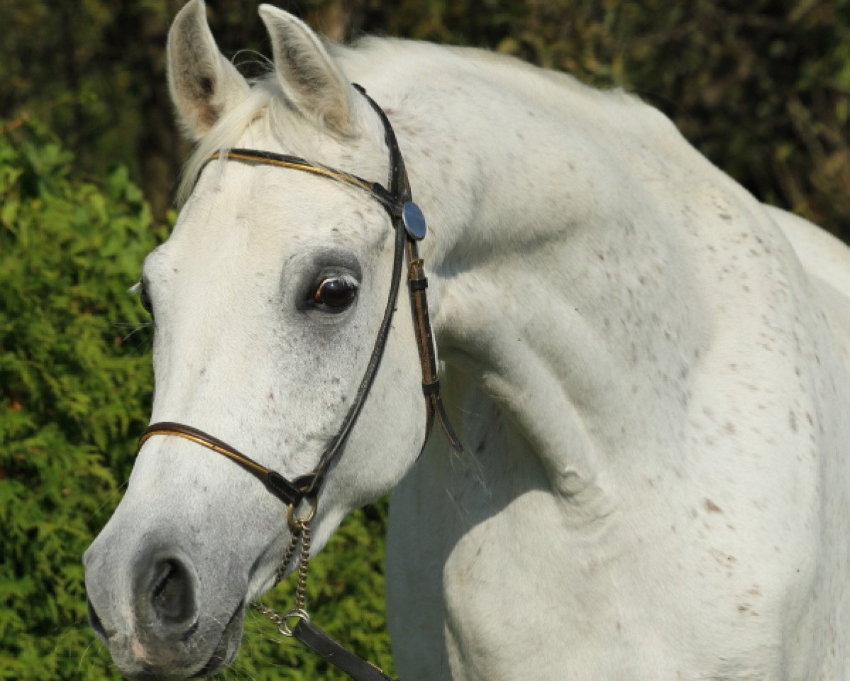 horse Katar (Arabian purebred, 2009, from Kruschan Ibn Kantar)