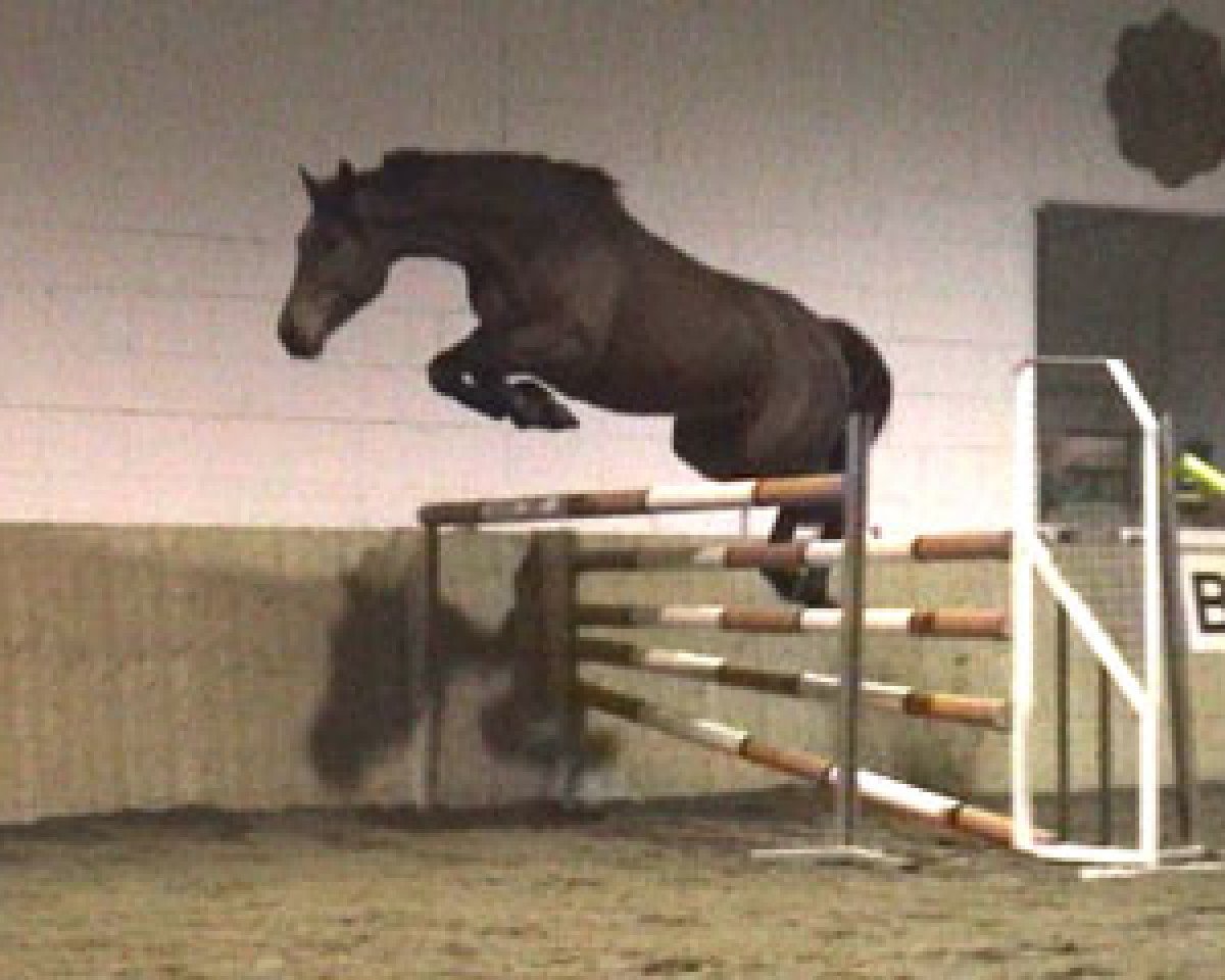 broodmare Arizona by Etl (Holsteiner, 1995, from Acord II)