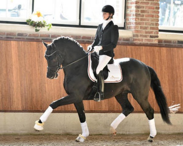stallion Beniro (Oldenburg, 2012, from Bretton Woods)