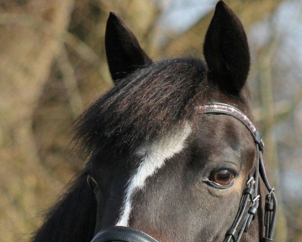 horse Ayla 79 (German Riding Pony, 2002, from Van Veen)