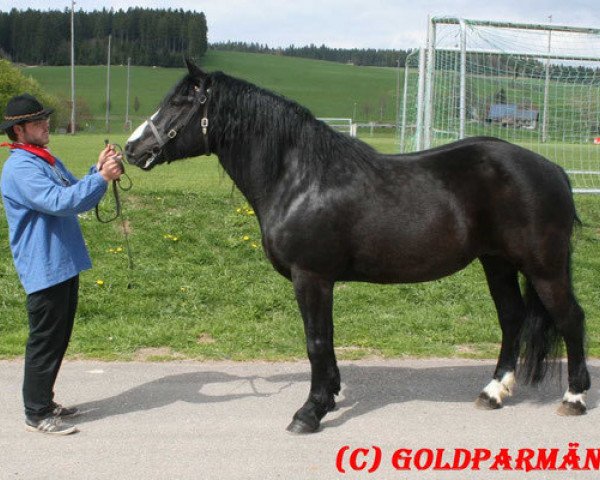 broodmare Atlanta S (Black Forest Horse, 2005, from Modus)