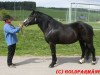 broodmare Atlanta S (Black Forest Horse, 2005, from Modus)
