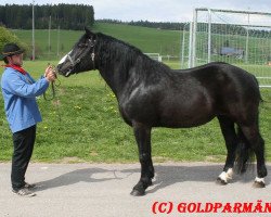 broodmare Atlanta S (Black Forest Horse, 2005, from Modus)