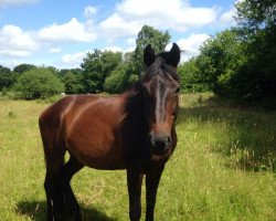 broodmare Wolke (Oldenburg, 1998, from Wolkentanz I)