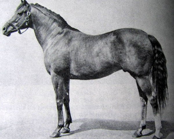 stallion Ballyciptic xx (Thoroughbred, 1962, from Preciptic xx)