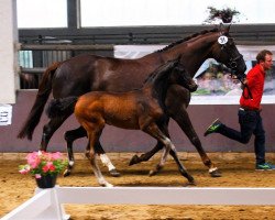 dressage horse Symphonia (Westphalian, 2016, from Symphonic)