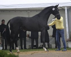 stallion Blue Hors Dancetto (Hanoverian, 2014, from Dancier)