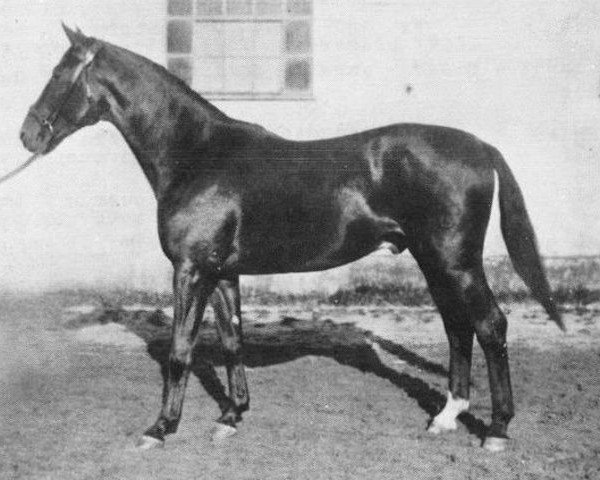 stallion Sonnensänger (Trakehner, 1925, from Sonnengruss)