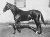 stallion Sonnensänger (Trakehner, 1925, from Sonnengruss)