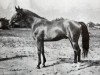 stallion Dianthus (Swedish Warmblood, 1941, from Kokard)