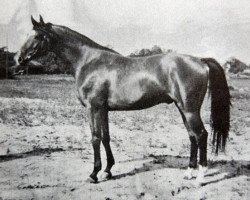 stallion Dianthus (Swedish Warmblood, 1941, from Kokard)