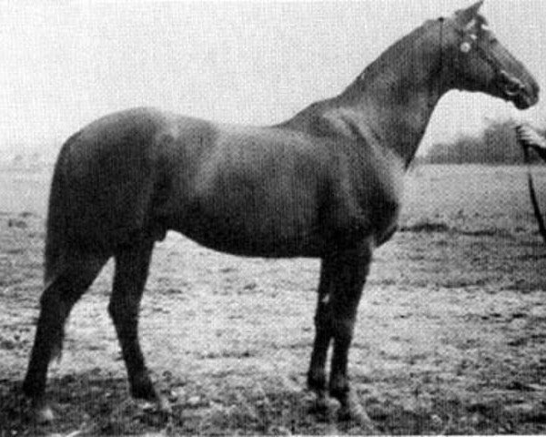 stallion Hamid (Trakehner, 1942, from Termit)