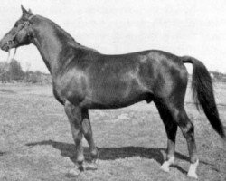 Deckhengst Idealist (Schwedisches Warmblut, 1951, von Hamid)