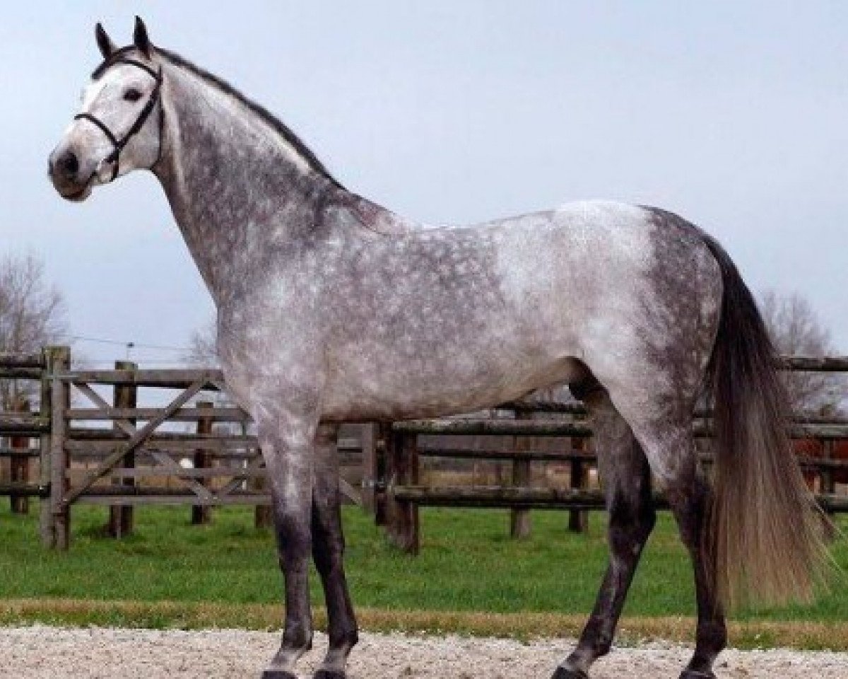Deckhengst Norton d'Eole (Selle Français, 2001, von Cento)