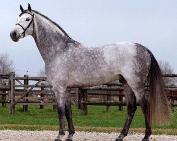stallion Norton d'Eole (Selle Français, 2001, from Cento)