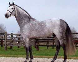 stallion Norton d'Eole (Selle Français, 2001, from Cento)