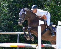 jumper Farell Feliz (Trakehner, 2009, from Hibiskus)