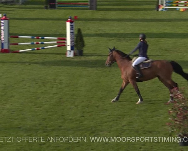 Reitturnier Elgg 2019