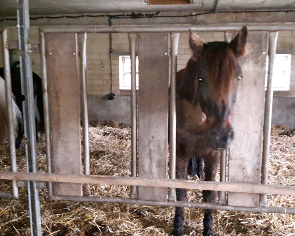 horse Rhea 26 (Oldenburg, 1997, from Rouletto)