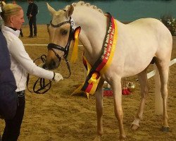 dressage horse Big Day by Day (German Riding Pony, 2014, from Big Dresscode)