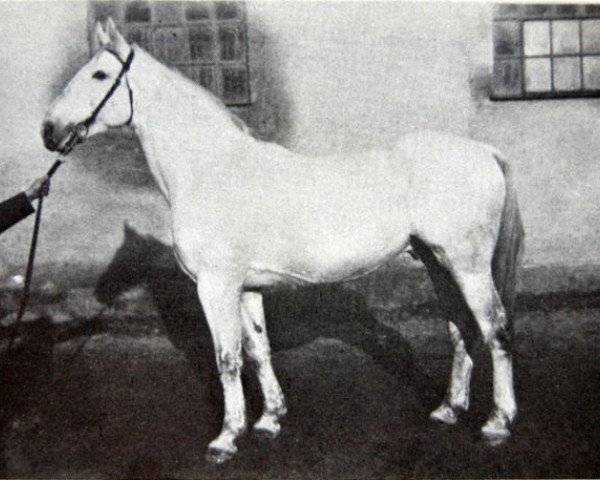 stallion Alderath (Hanoverian, 1914, from Alderman I)