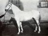 stallion Alderath (Hanoverian, 1914, from Alderman I)