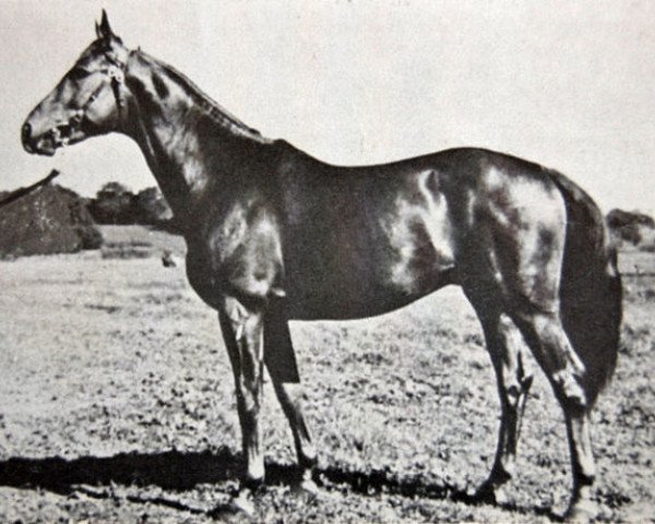 stallion Utter (Swedish Warmblood, 1941, from Locarno)