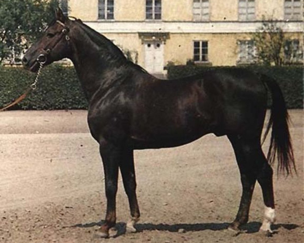 stallion Biarritz (Swedish Warmblood, 1944, from Hamlet)