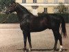 stallion Biarritz (Swedish Warmblood, 1944, from Hamlet)