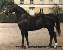 stallion Biarritz (Swedish Warmblood, 1944, from Hamlet)