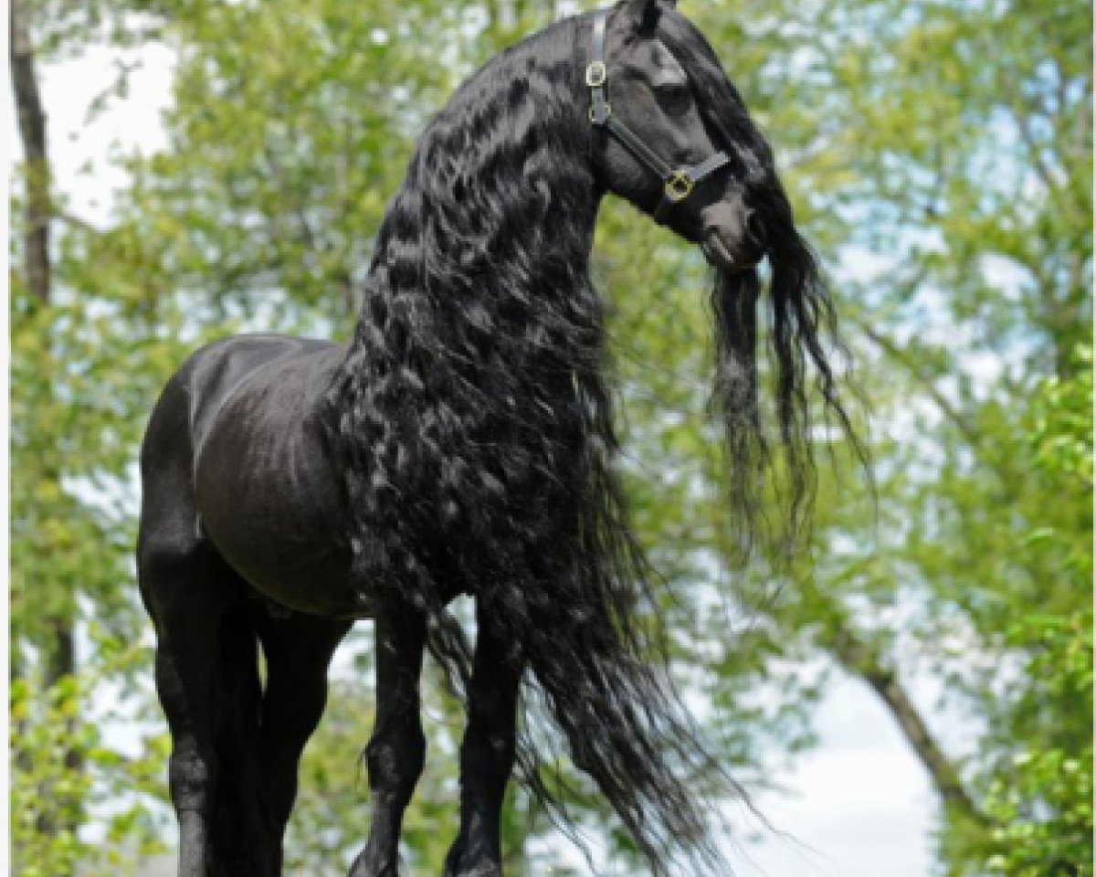 stallion Anton 343 (Friese, 1992, from Oege 267)