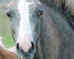 horse Kamerun's Gaiwan (German Riding Pony, 2013, from Gladstone)