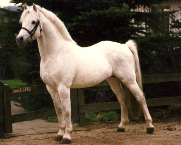 stallion Heideparks Roeland (German Riding Pony, 1970, from Cusop Colonel)
