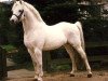 stallion Heideparks Roeland (German Riding Pony, 1970, from Cusop Colonel)