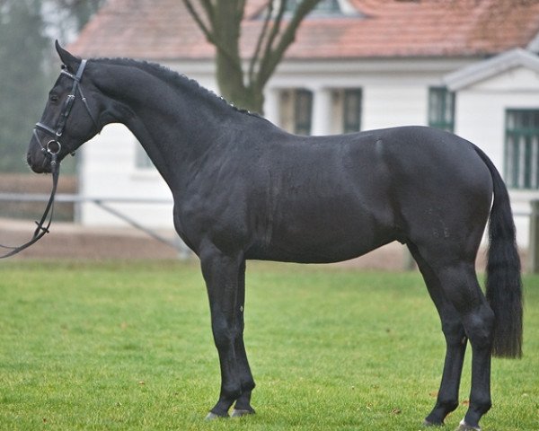 stallion Sir Galanto II (Hanoverian, 2006, from Stedinger)