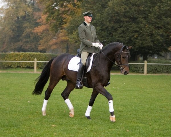 horse Elbadel (Hanoverian, 2004, from Embassy I)