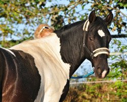 horse Salty (Quarter Horse, 2013)