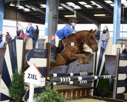 jumper Jostab"r SGN (German Riding Pony, 2007, from Joker)