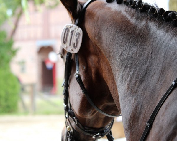 horse Bendavi (Hanoverian, 2007, from Benvenuto)