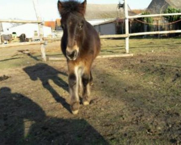 horse Gonzo (Shetland Pony, 2016)