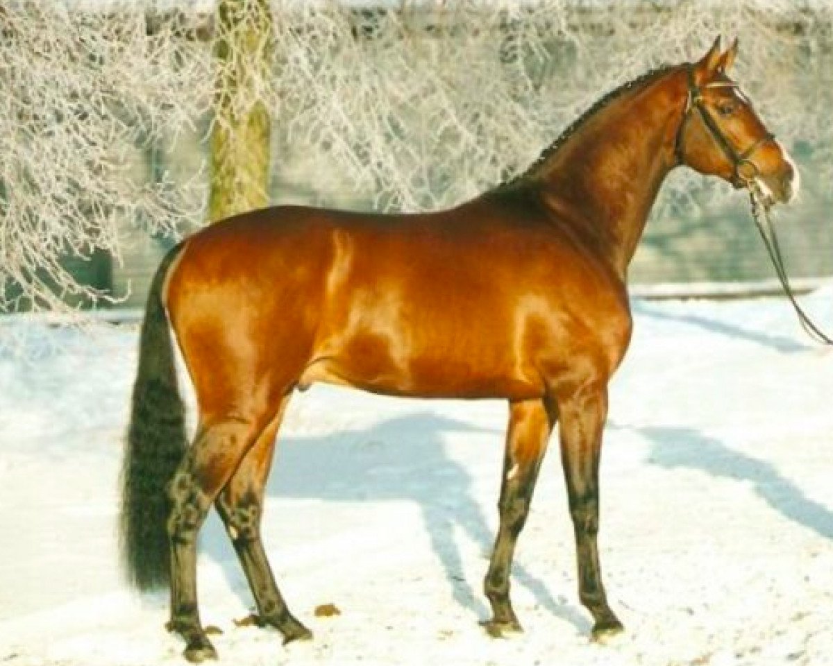Deckhengst Calido Ass (Holsteiner, 2000, von Calido I)