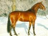stallion Calido Ass (Holsteiner, 2000, from Calido I)