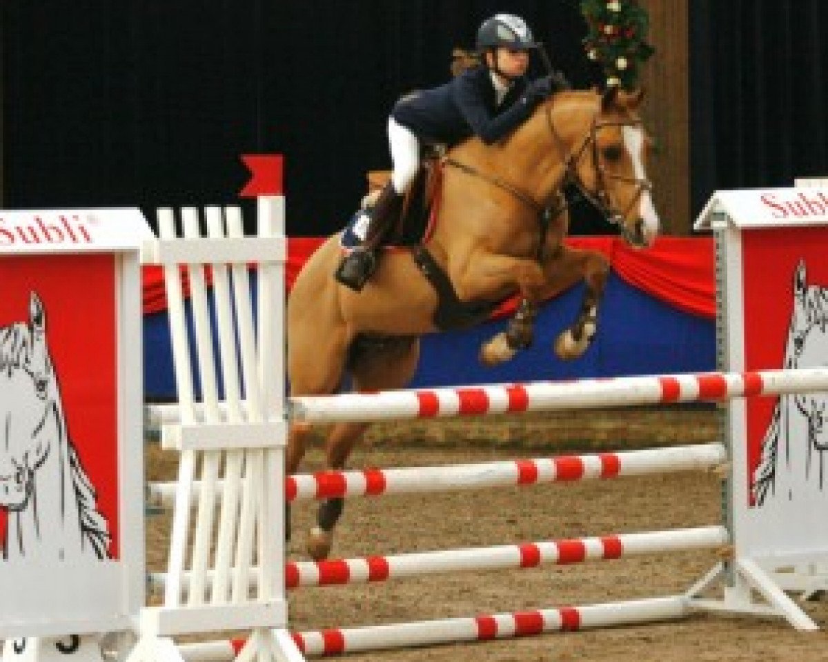 Deckhengst Khadiboj van Klaverborch (Nederlands Rijpaarden en Pony, 1996, von King Kadanz)