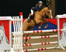 stallion Khadiboj van Klaverborch (Nederlands Rijpaarden en Pony, 1996, from King Kadanz)