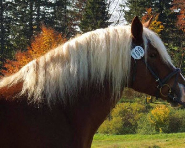 broodmare Ria (Black Forest Horse, 2006, from Federweisser)